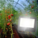 Фитопрожектор для растений ЭРА FITO-50W-Ra90-LED Б0047875